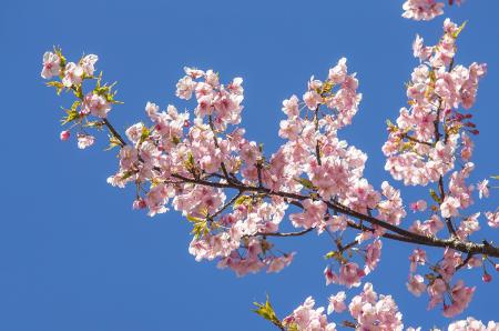 Немного весеннего настроения