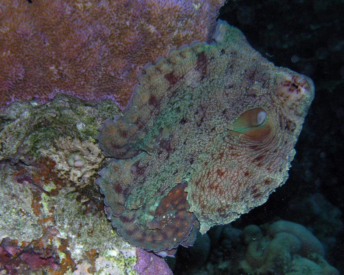 спрятался )