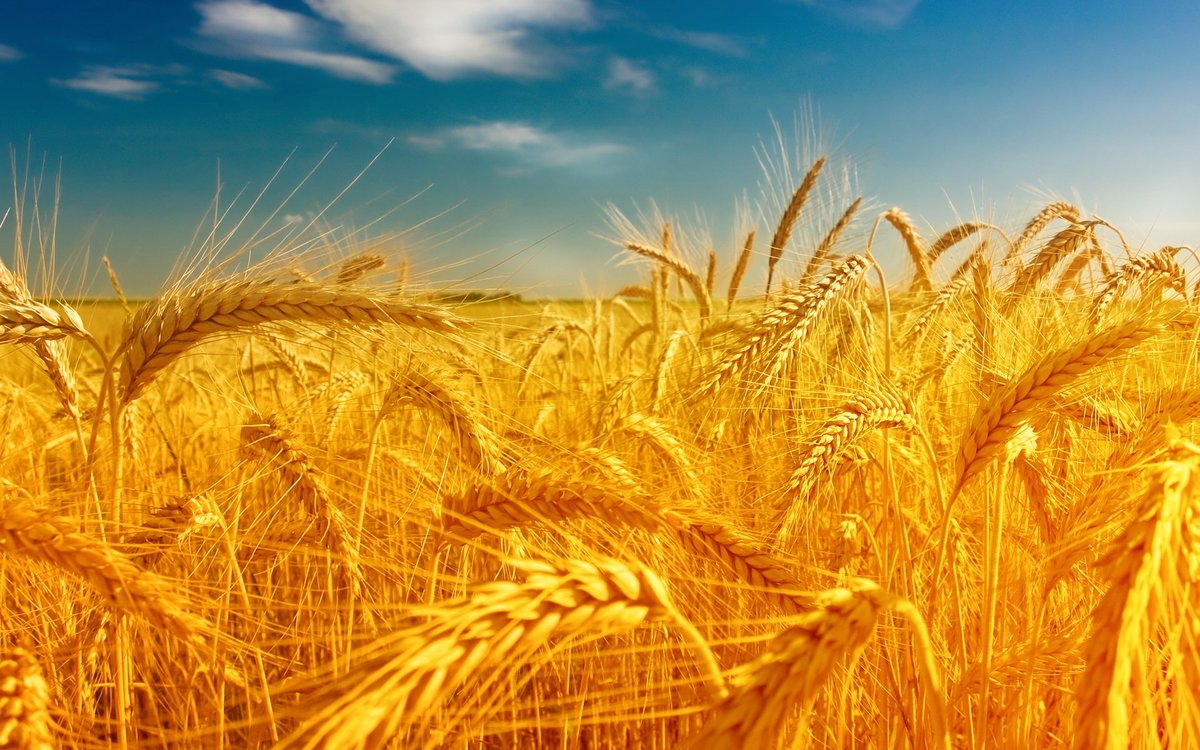 Пшеница — ООО «АгроСояКомплект»