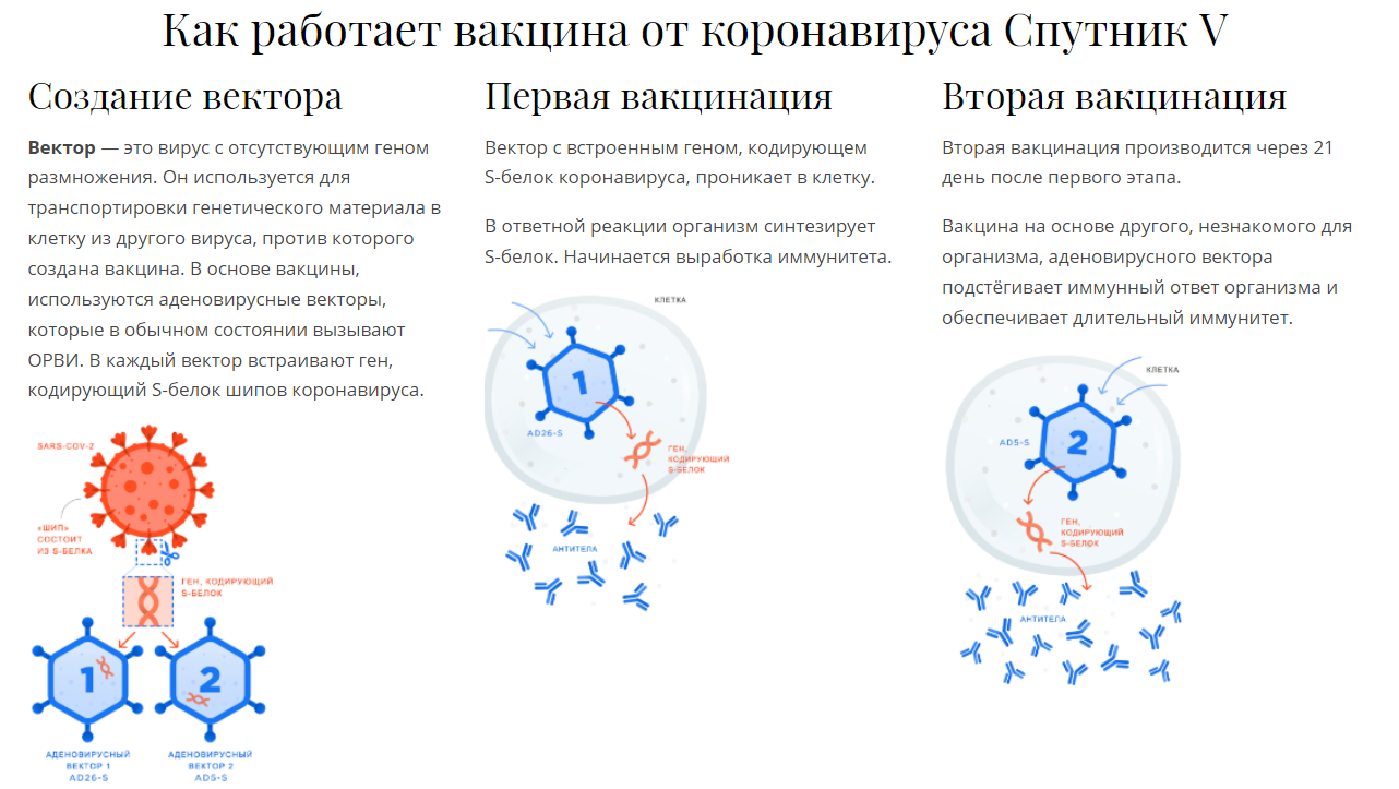 Схема действия вакцины Спутник v. Строение вакцины Спутник. Вакцины от вируса разработка. Разработка вакцины от коронавируса в России.