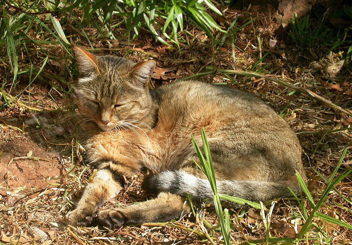 Степной кот (Felis silvestris lybica)