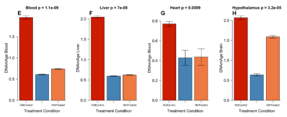 Оценка возраста через метилирование ДНК клеток. Кровь, печень и сердце отреагировали хорошо. Гипоталамус тоже отреагировал. Гарольд сказал, возможно так влияет гематоэнцефалический барьер, снижает доступность экзосом крови к клеткам мозга