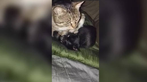 "Любовь и утешение посреди ада". Как бездомные котята стали ангелами-хранителями для наших бойцов (Вячеслав Чешский)