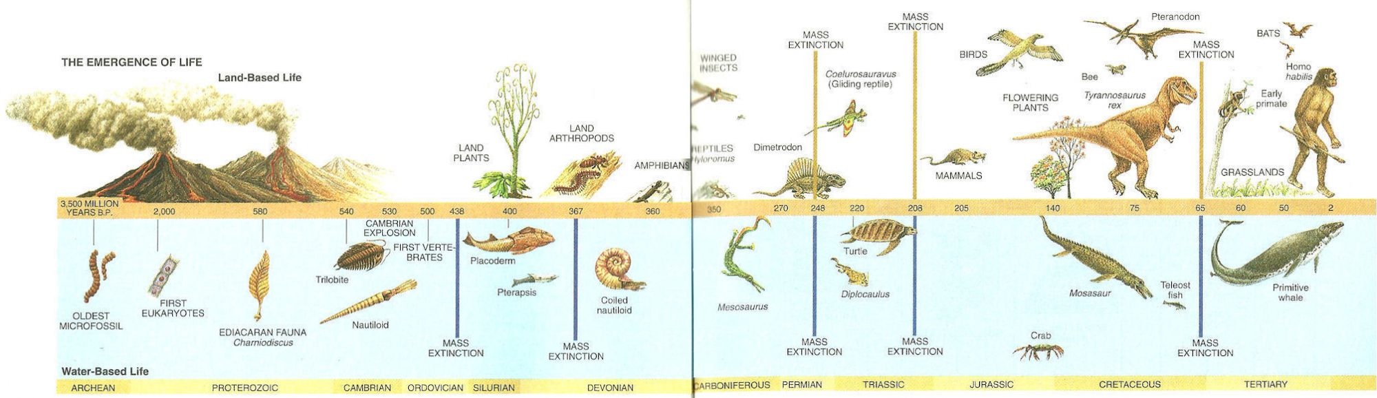 Тест этапы жизни на земле. Эволюция жизни на земле. Эволюция от бактерии до человека. Схема развития жизни на земле.