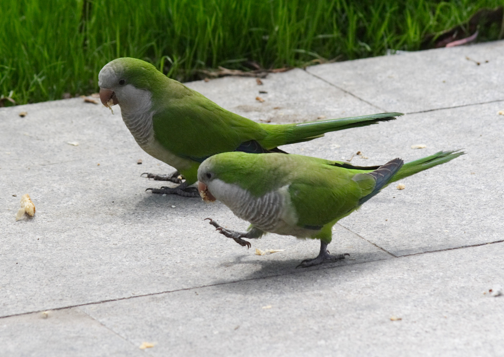 Белоголовый кубинский амазон фото. Рыжий попугай аратинга. Лоро парк попугаи. Попугай квакер монах. Попугаи в городе.
