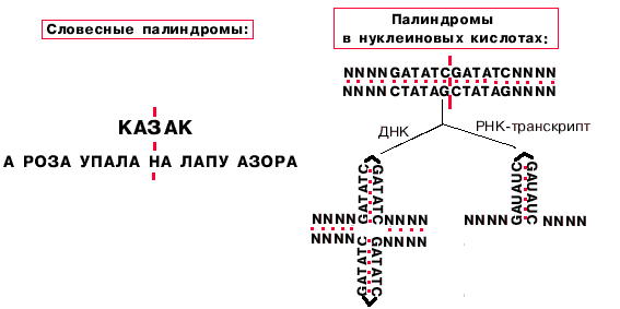 Онковирусология