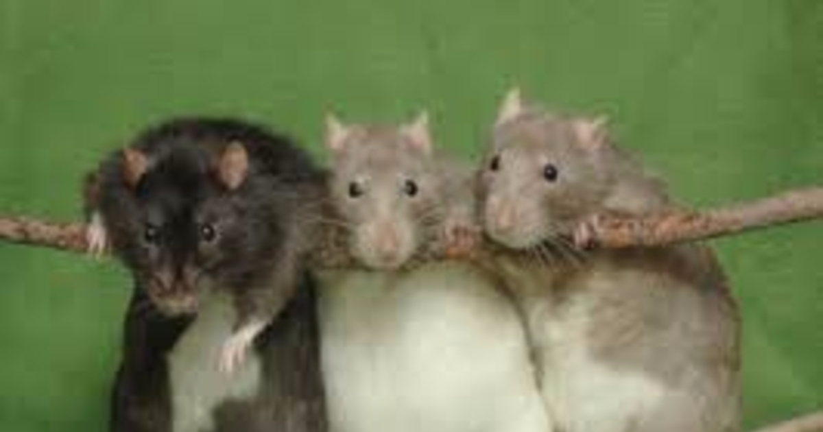 Los ratones son hijos de las ratas