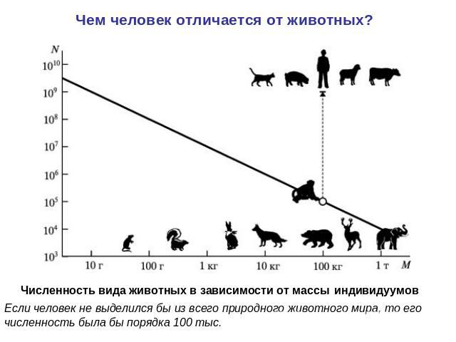 численность человека и животных по массе