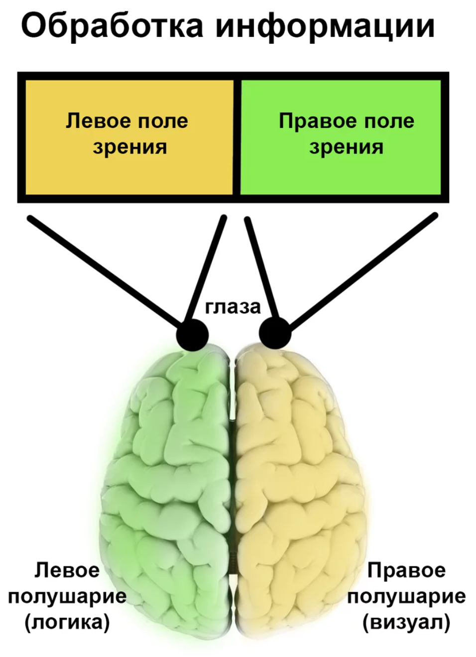 Зрение полушария мозга. Левый глаз правое полушарие. За что отвечает правое полушарие. Левое полушарие. Зрение и полушария мозга.