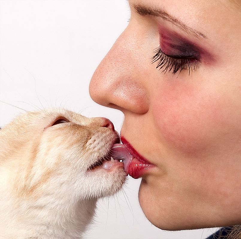 Губи кошек. Кот поцелуй. Кот облизывает. Девушка целует котика. Игривый поцелуй.