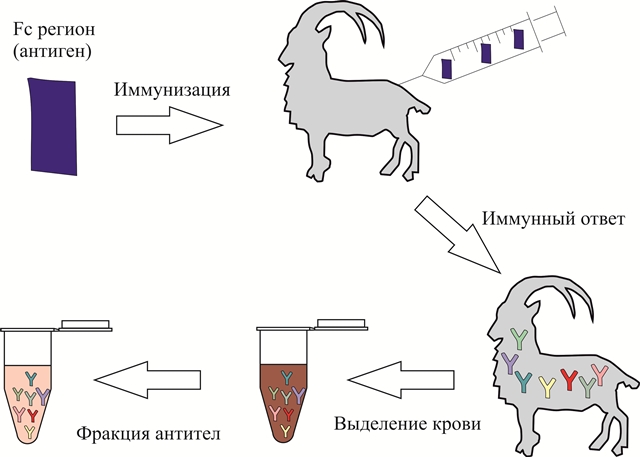 Схема получения гибридом