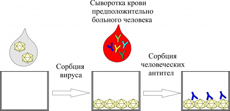 Биспецифические антитела, их мишени и перспективы применения в современной медицине