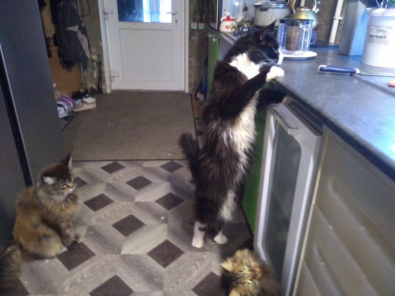 Котик на лапках )))